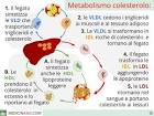 Metabolismo del colesterolo