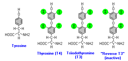 rT3,T4,T3