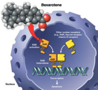 Bexarotene