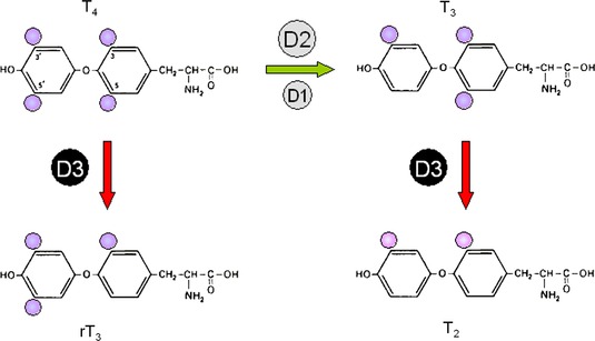 T4 - T3 - rT3