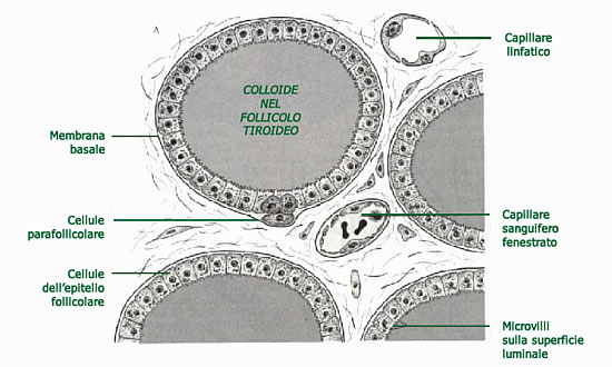 Cellula C