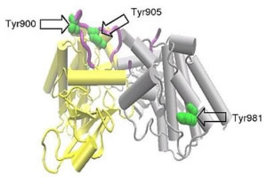 PROTO-ONCOGENE RET