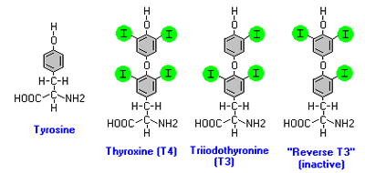 T4 - T3 - rT3