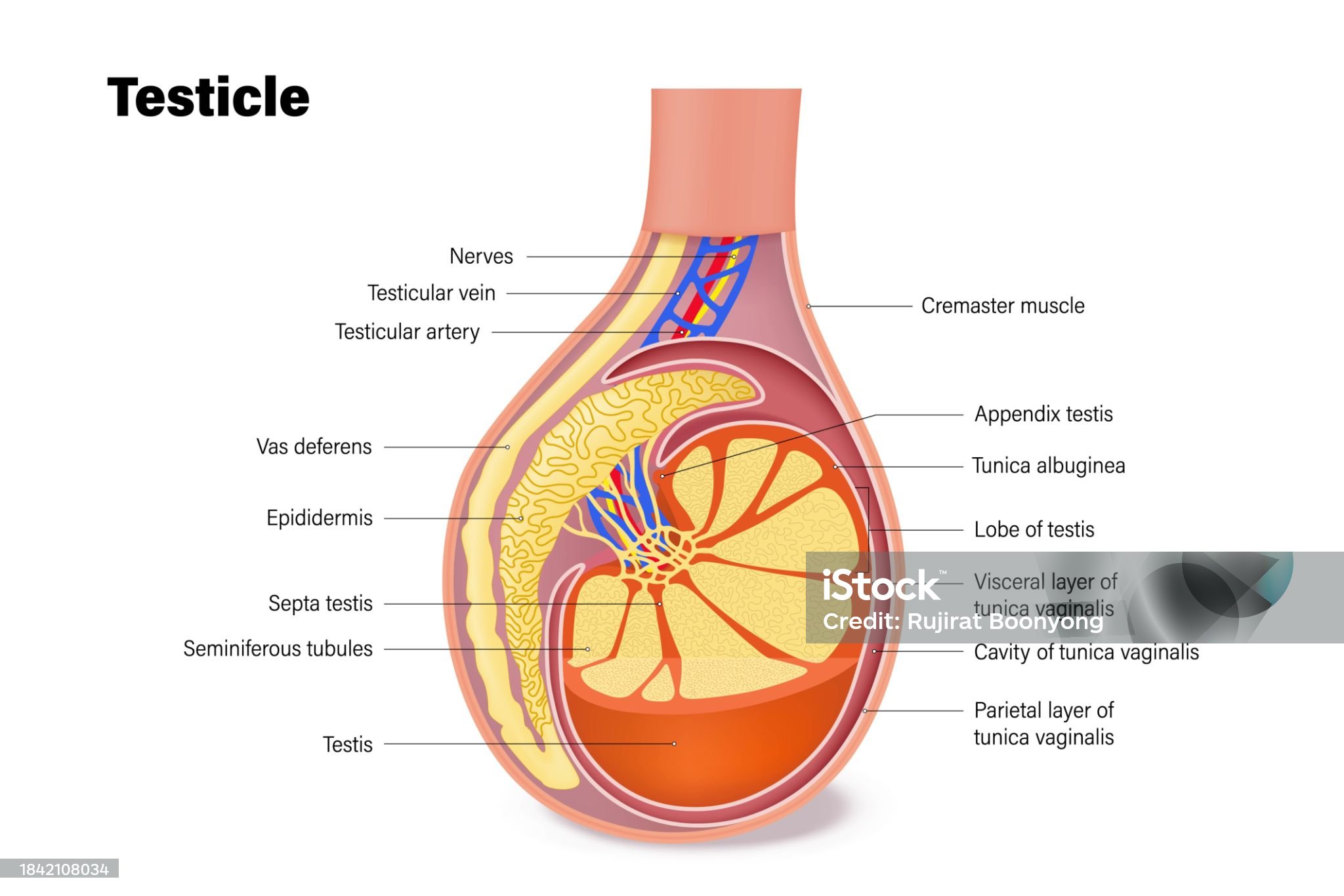 Terapia dell’ipertiroidismo con metimazolo e propiltiouracile nell’uomo: effetti sulla fertilità, sugli spermatozoi e sul rischio teratogeno